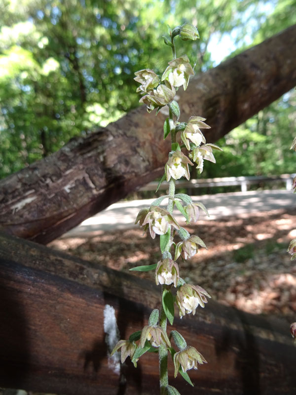 Epipactis mycrophilla......Gargano